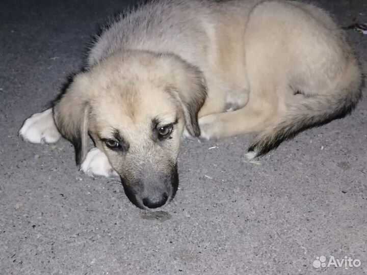 Щенок в добрые руки