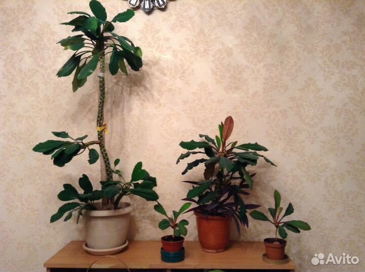 Молочай беложилковый