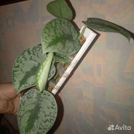 Сциндапсусы взрослые