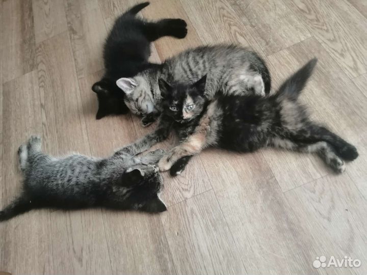 Шотландские котята помесные