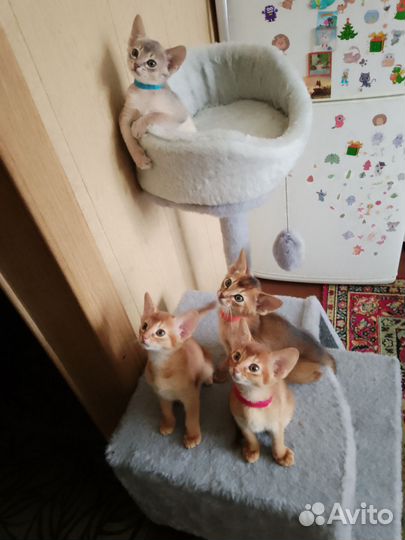 Абиссинские котята с документами