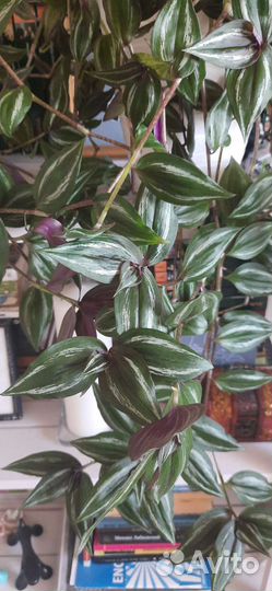 Крассула голум, комнатные растения