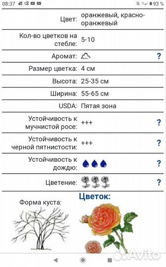 Роза Drift, корал, патио, мини