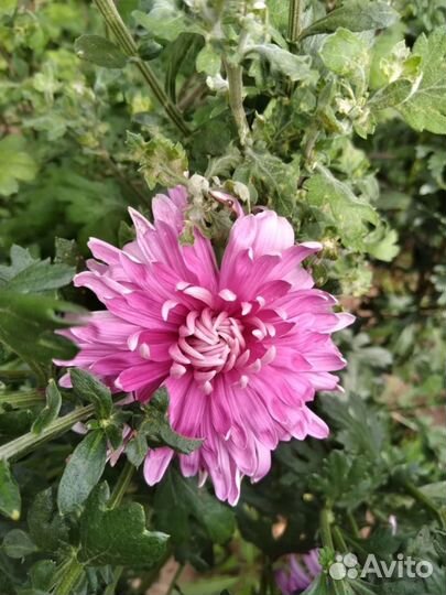 Хризантема многолетняя