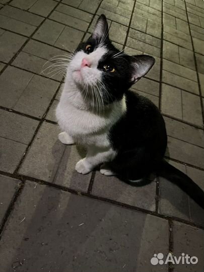 Котик в добрые руки