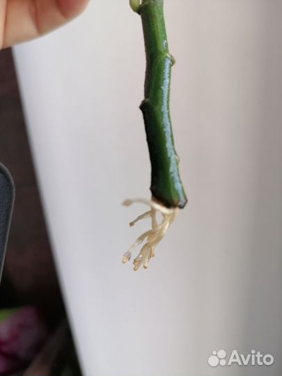 Педилантус