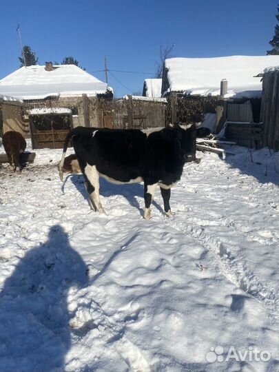 Телка стельная или обменяю на быка или лошадей