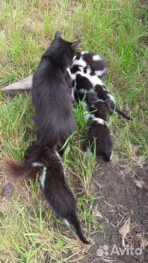 Котята мышеловы