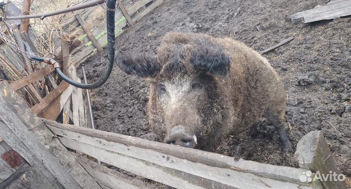 Свинья Венгерская мангалица