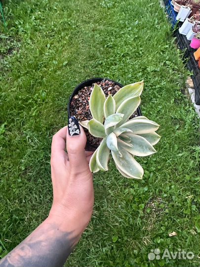 Graptoveria Fred Ives var
