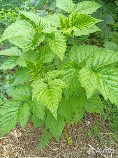 Ремонтантная малина