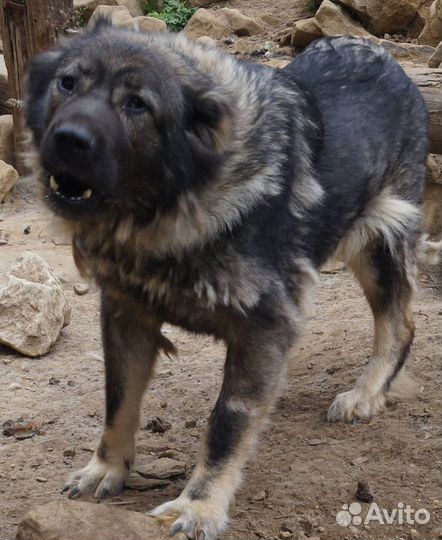 Собака - девочка Боня