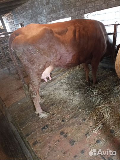 Телята бычки