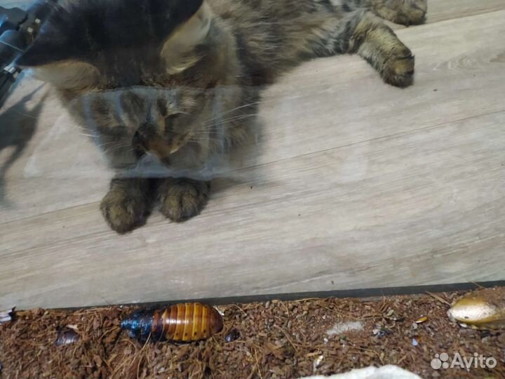 Кормовые тараканы