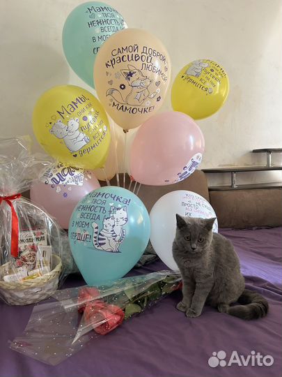 Британский кот