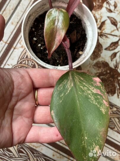 Ароидные набор