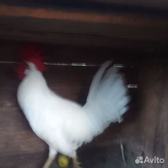 Петушок породы леггорн
