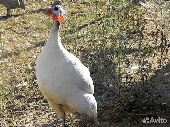 Цесарка белая волжская порода