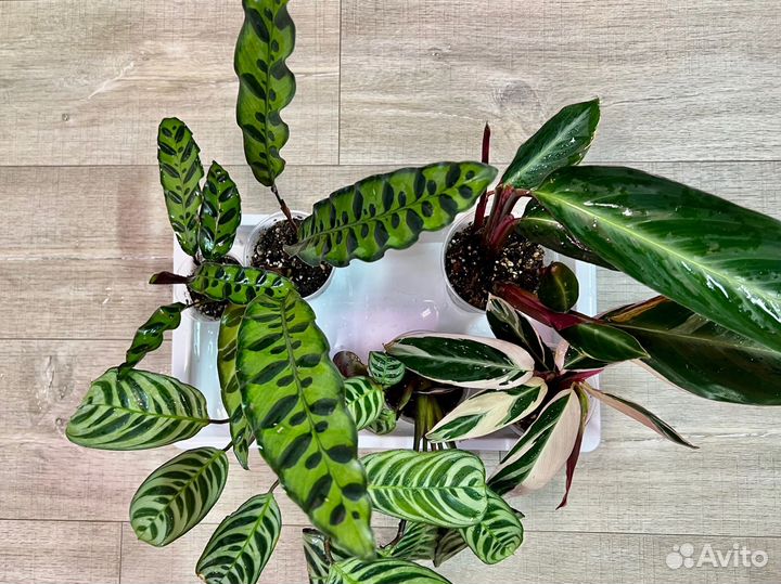 Калатеи коллекция