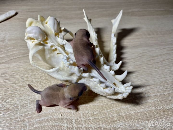 Песчанки