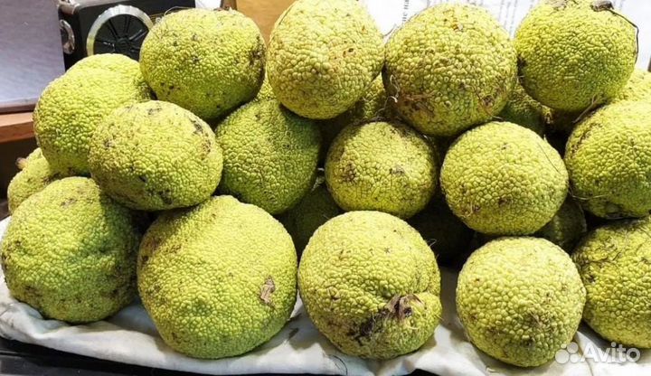 Масло из маклюры