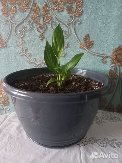 Спатифиллум