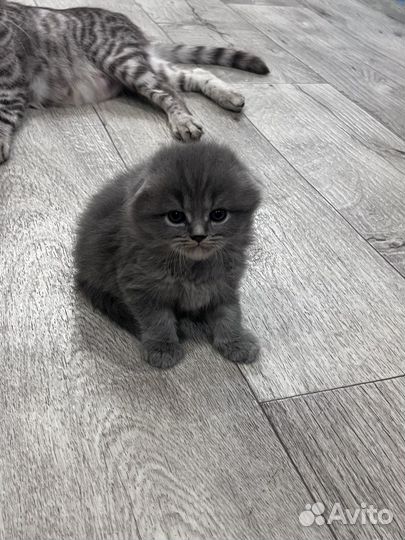 Шотландские котята
