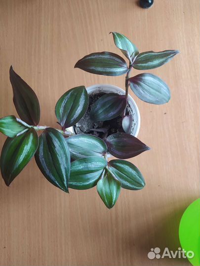 Традесканция жёлтый холм и зебрина