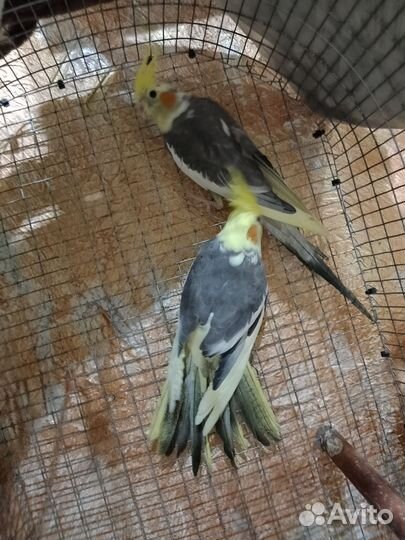 Попугай корелла парочка