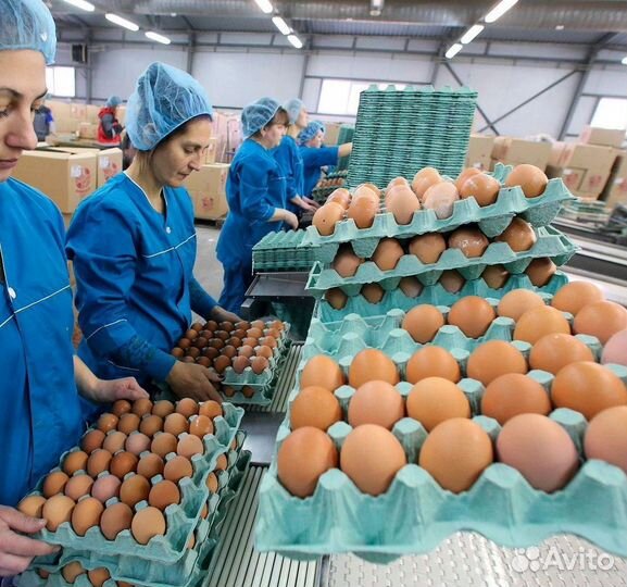 Упаковщики Вахта в Питер с проездом