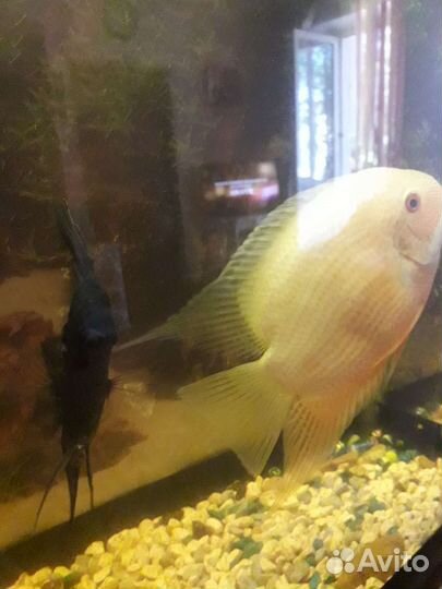 Продам самца северума