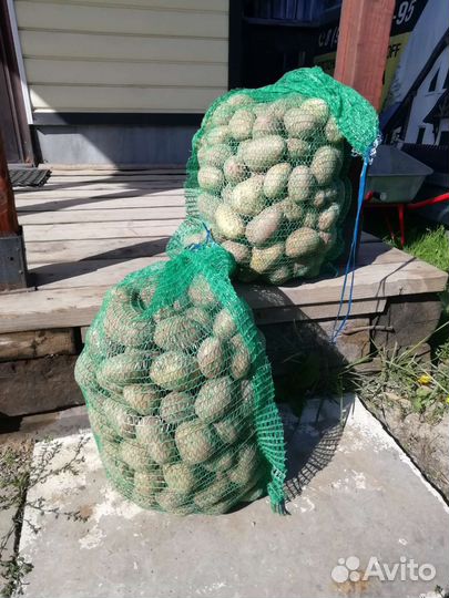 Продам картофель