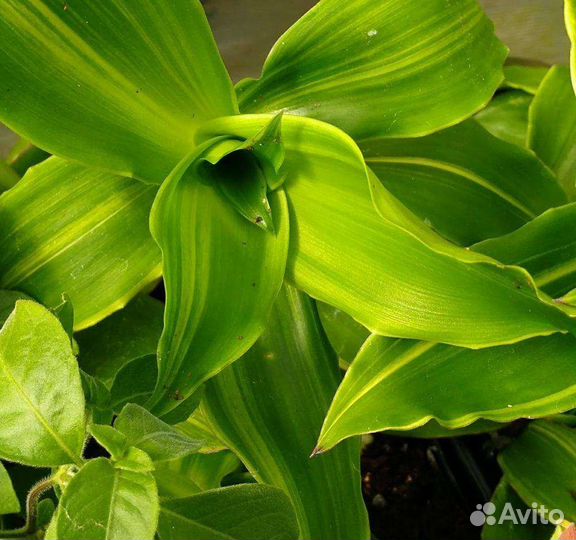 Растение золотой ус