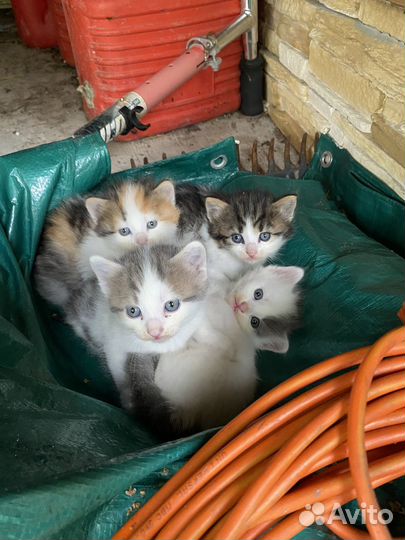 Котята в добрые руки