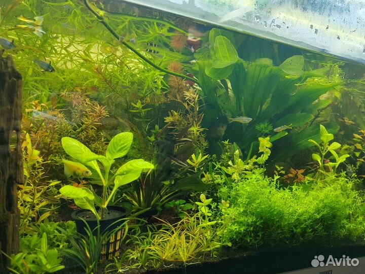 Аквариумные растения