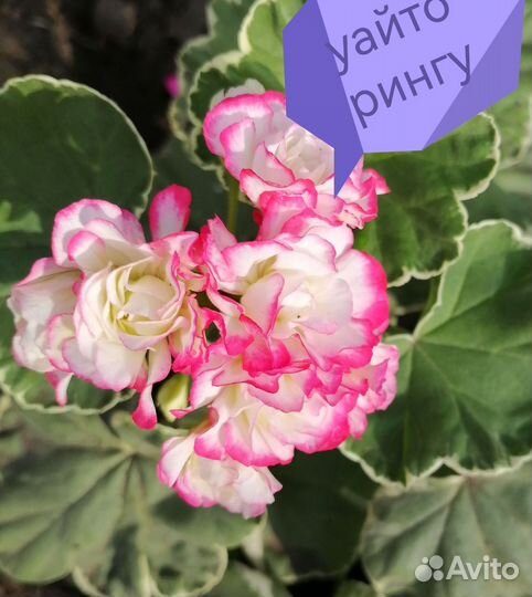 Пеларгония сортовая