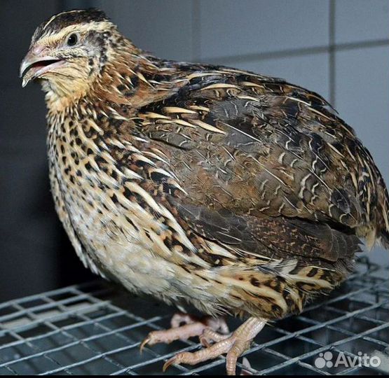 Продам перепелов