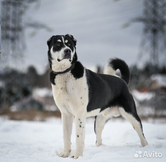 Мальчик алабая, 1 год в добрые руки