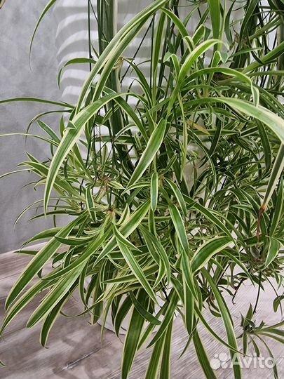 Хлорофитум