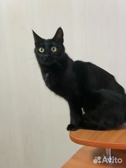 Ласковая кошка