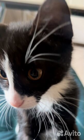 Черненький котенок Феля