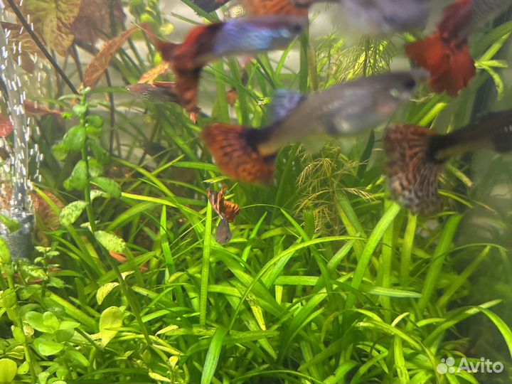 Аквариумные рыбки гуппи