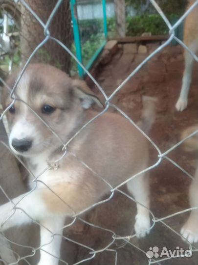 Отдам щенка в добрые руки, девочка