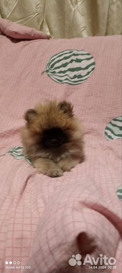 Щенки шпица