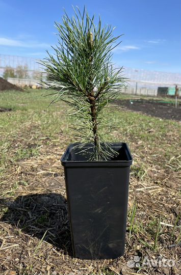 Саженцы Алтайского кедра