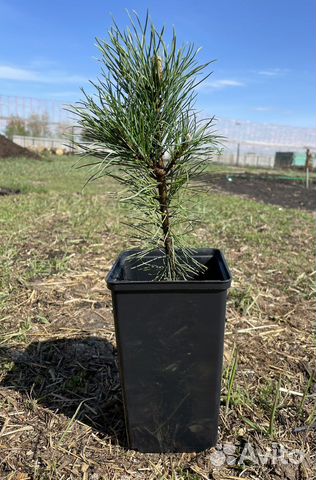 Саженцы Алтайского кедра