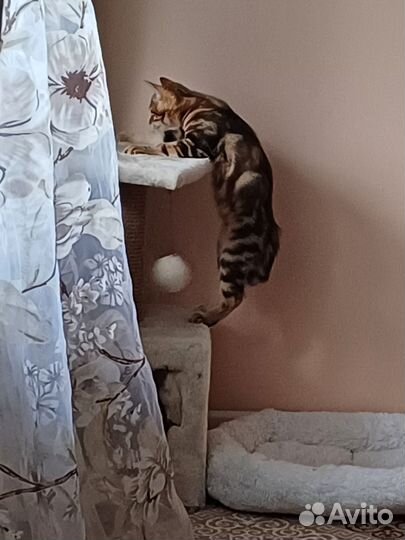 Котенок