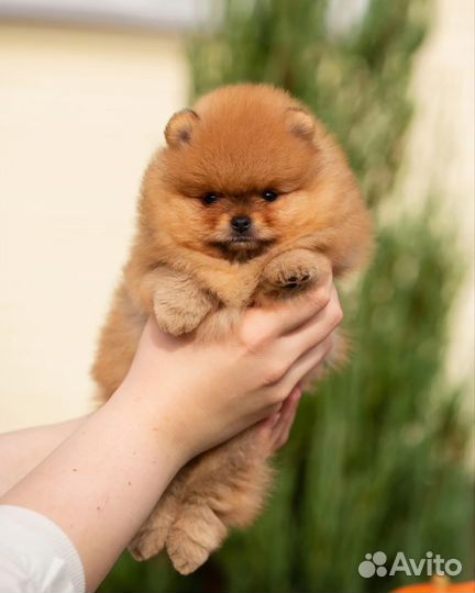 Шпиц мини мальчик