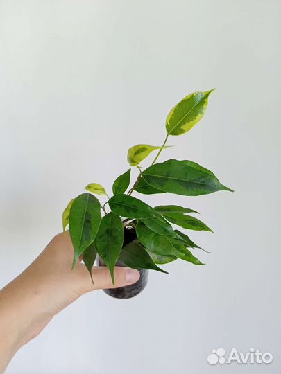 Фикус Бенджамина