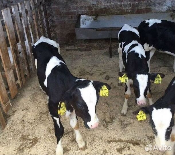 Бычки 1-2 мес